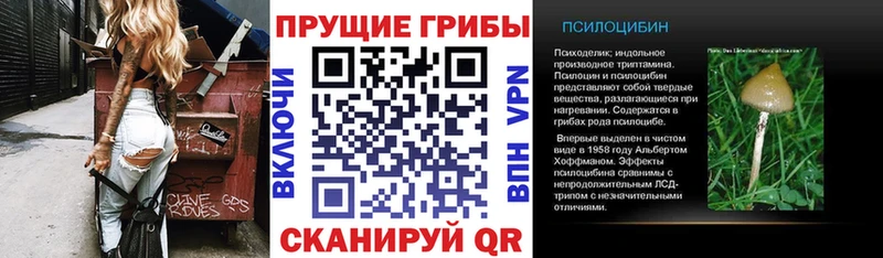 где купить наркотик  Вышний Волочёк  даркнет телеграм  Псилоцибиновые грибы Cubensis 